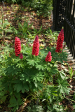 Lupinus 'My Castle' (Band of Nobles series) RCP5-2015 031.JPG
